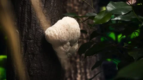 LIONSMANE 6 스톡 동영상 272670774