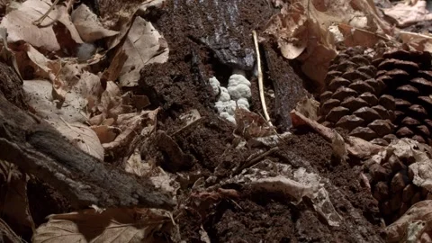 LIONSMANE1 스톡 동영상 272789146