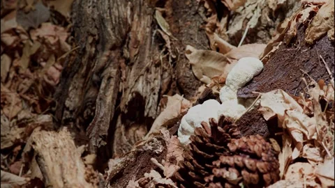 LIONSMANE2 库存影片 272783951