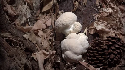 LIONSMANE3 库存影片 272673833