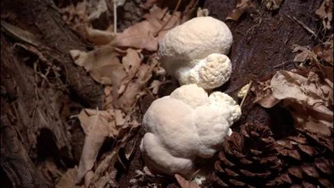 LIONSMANE4 스톡 동영상 272674007