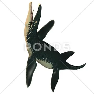 Liopleurodon on white Stock Illustration