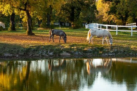 Lipica Stock Photos