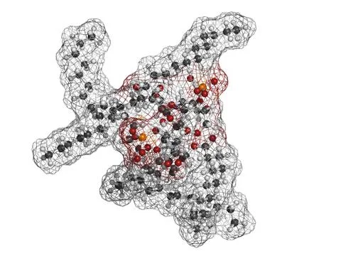 Lipid a bacterial endotoxin, molecular model Stock Illustration
