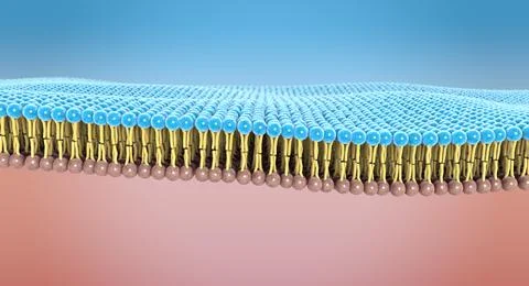 The lipid bilayer forms a selective membrane barrier in human cells - 3d il.. イラスト素材