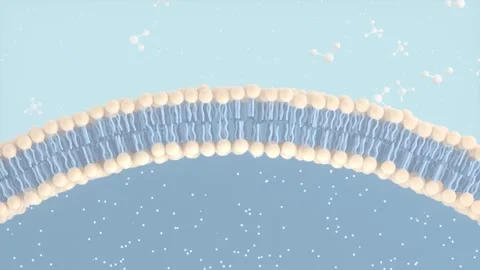 Lipid bilayer membrane motion with molecules moving around a cell membrane .. Vídeos de archivo 327524532