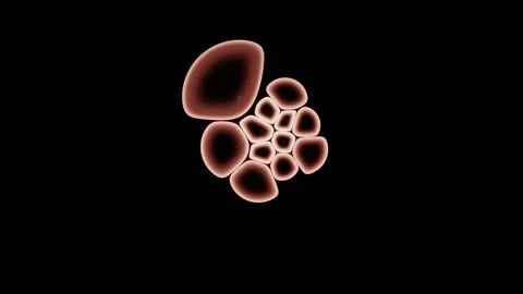 Lipid Dye Traces Every Membrane As A Continuous Outline Stock Footage 344512758