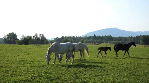 Lipizzan horses Stockbeeldmateriaal 93783454