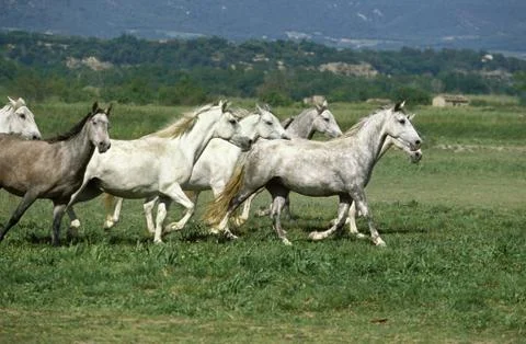 LIPIZZAN Foto stock