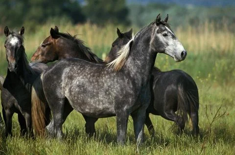 LIPIZZAN Stock Photos
