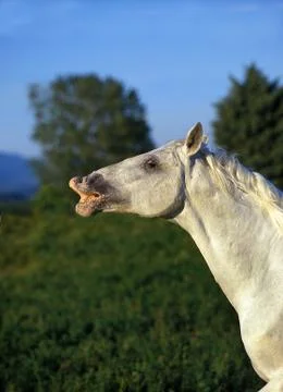 LIPIZZAN Stock Photos