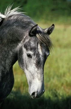 LIPIZZAN Stock Photos