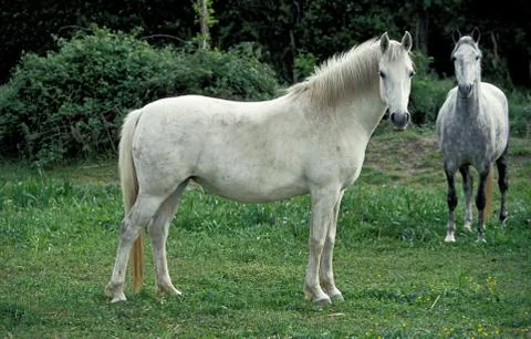 LIPIZZAN Stock Photos