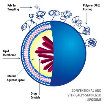 Liposome Structure Stock Illustration