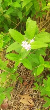 Lippia alba Stock Photos
