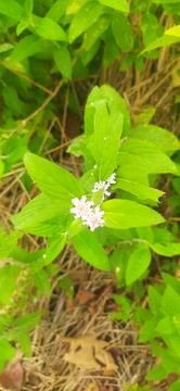 Lippia alba Stock Photos