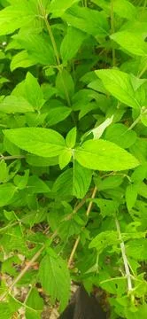 Lippia alba Stock Photos