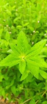 Lippia alba Stock Photos