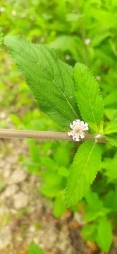 Lippia alba Stock Photos
