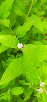 Lippia alba Stock Photos
