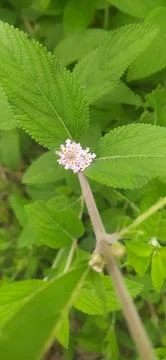 Lippia alba Stock Photos
