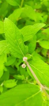 Lippia alba Stock Photos