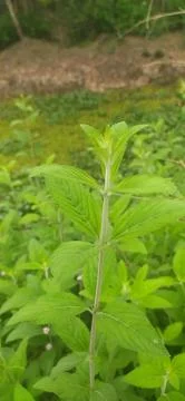 Lippia alba Stock Photos