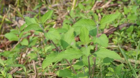 Lippia alba plants Stock Footage 332558204