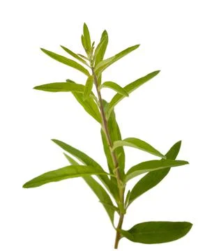 Lippia polystachya Stock Photos