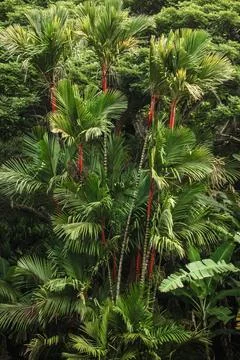 Lipstick Palms 库存照片