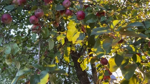 Liquid apples on a tree. Video stock 218602646