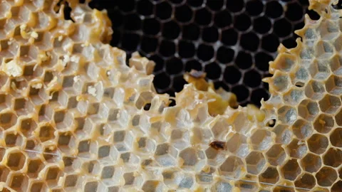 Liquid beeswax flowing through honeycomb cells. Wax melting.Apiary.Bees Business Stock Footage 332663254