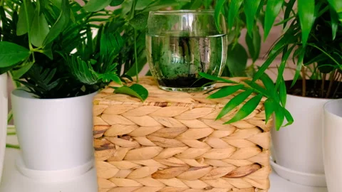 Liquid chlorophyll in a glass. Selective focus. Stock Footage 237775135