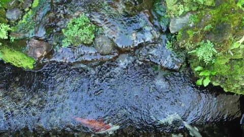 Liquid Crystal: Cinematic Stream View with Swimming Fish 스톡 동영상 342213966