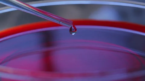 Liquid Dripping from Pipette into Petri Dish Filled with Blood Sample Stock Footage 337320824
