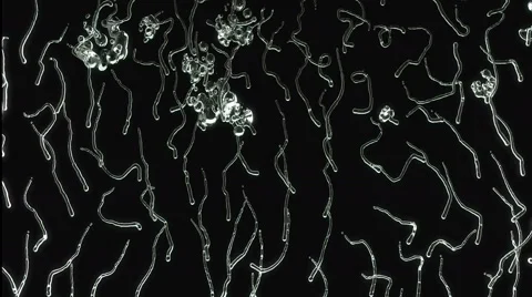 Liquid Drops falling down on glass on black background in 4k. alpha Stock Footage 61555731