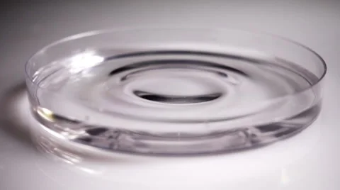 Liquid drops in petri dish, slow motion Stock Footage 55761086