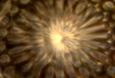 Liquid Lite 12 Stock Footage 112530