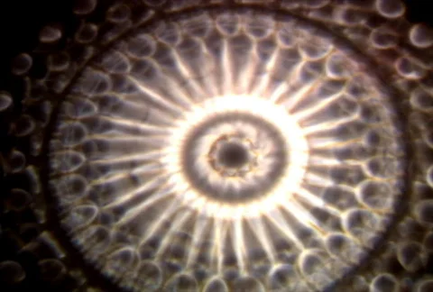 Liquid Lite 13 스톡 동영상 112515