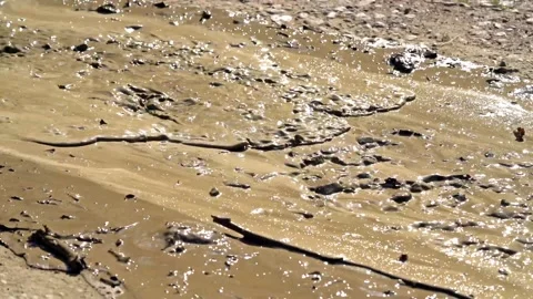 Liquid mud flows along a forest road Stock Footage 143898915