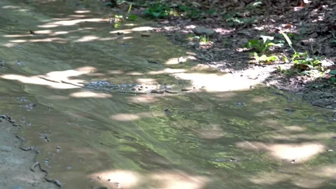Liquid mud flows along a forest road Stock Footage 143899578