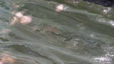 Liquid mud flows along a forest road Video stock 143899632
