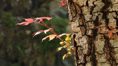 Liquidambar formosana seedlings on the old tree sway in the wind. Stock Footage 280131899