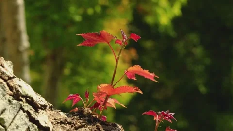 Liquidambar formosana seedlings on the old tree sway in the wind Closeup Stock Footage 307196222