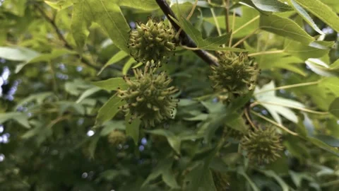 Liquidambar rare tree in the reserve Stock Footage 138113844