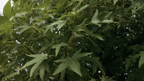 Liquidambar rare tree in the reserve Stock Footage 138114554