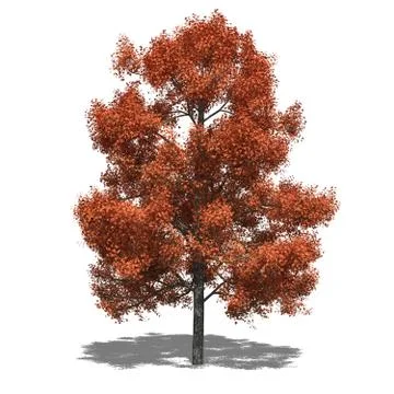 Liquidambar styraciflua autumn Stock Illustration