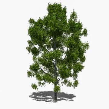 Liquidambar styraciflua summer Illustrazione stock