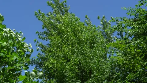 Liquidambar styraciflua tree or American sweetgum swings from strong wind. Stock Footage 134042387