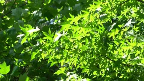 Liquidambar styraciflua tree or American sweetgum swings from strong wind. Stock-Footage 137165238
